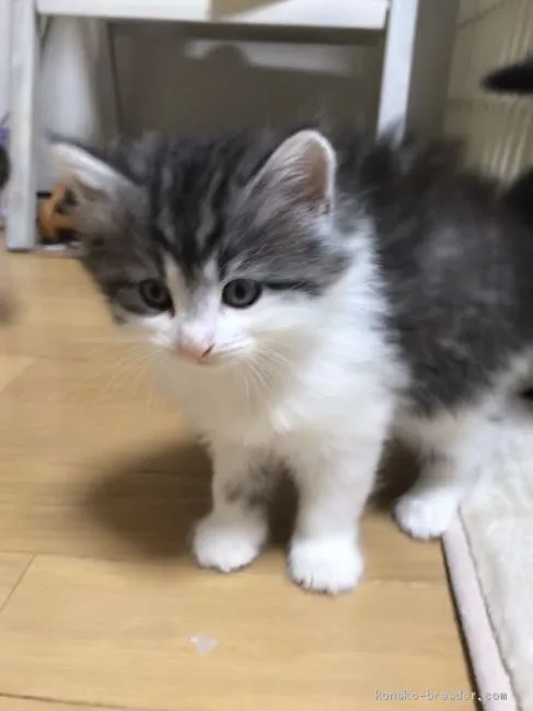 ID：2011-00518の子猫