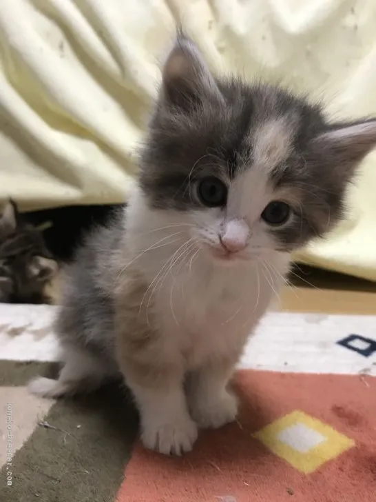 ID：2004-00309の子猫