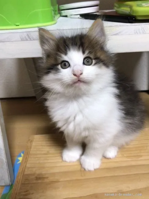 ID：2010-00267の子猫