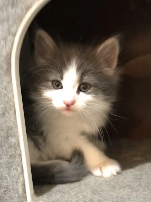 ID:2002-00255の子猫