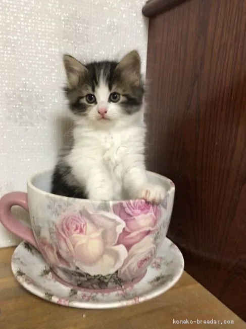 ID：2011-01112の子猫
