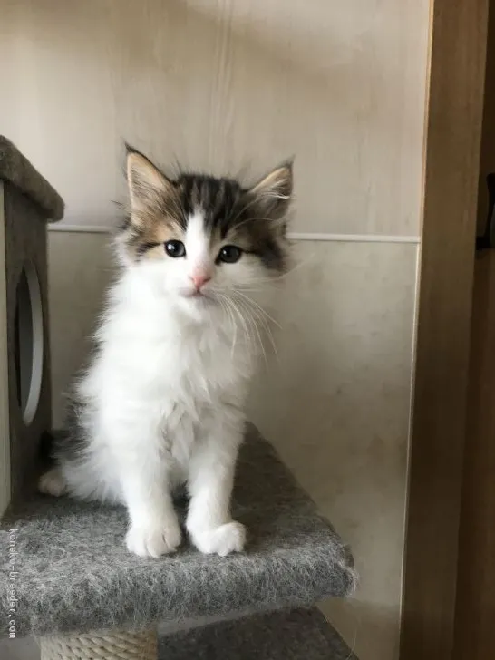 ID：1911-01371の子猫
