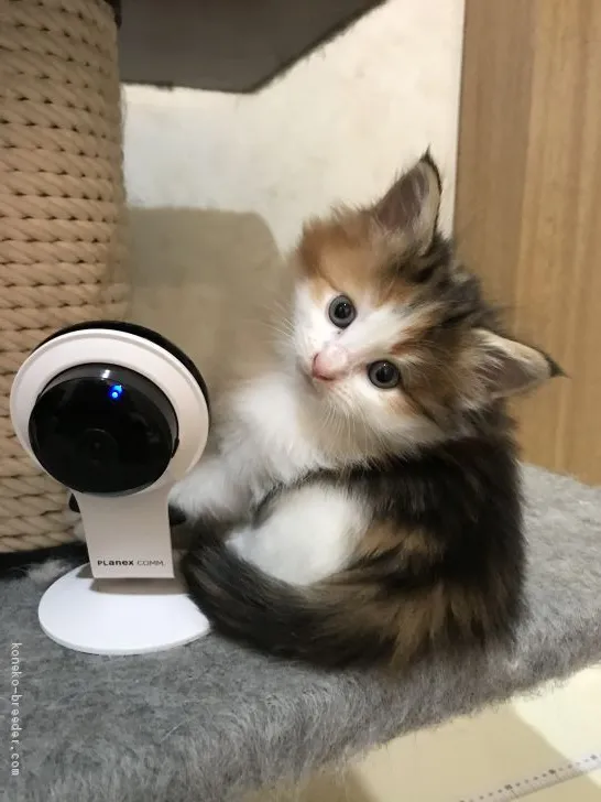 ID:2010-00274の子猫