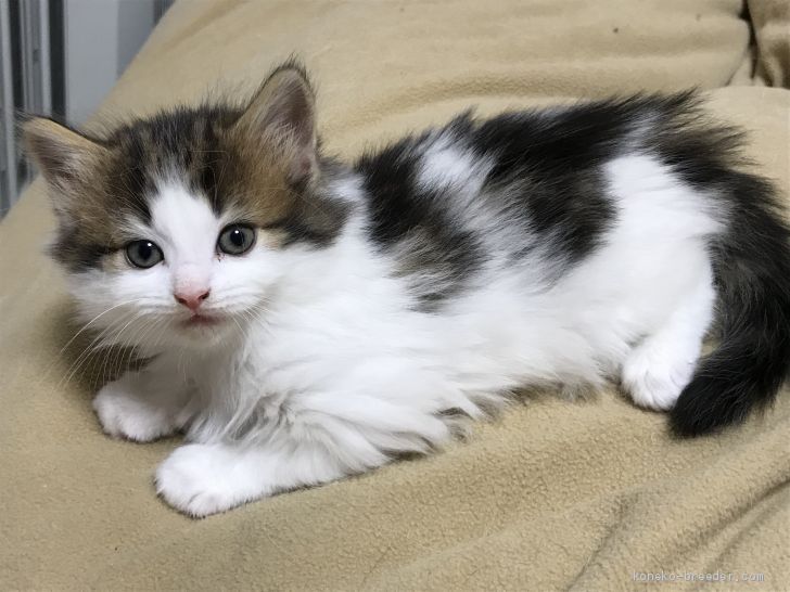 ちーちゃん 様のお迎えした子猫