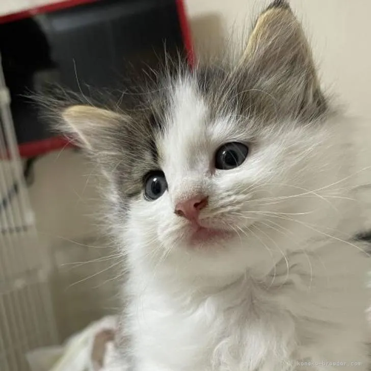 ID:2209-01551の子猫