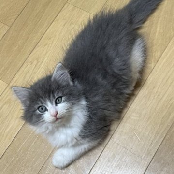 ノルウェージャンフォレストキャット【岡山県・女の子・2023年6月13日・ブルーマッカレルタビー&ホワイト】の写真「小さめハチワレの女の子」