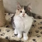 ノルウェージャンフォレストキャット【岡山県・女の子・2024年3月18日・ブルーマッカレルトービー&ホワイト】の写真1