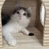 ノルウェージャンフォレストキャット【岡山県・男の子・2024年4月29日・ブラウンクラシックタビー&ホワイト】の写真1