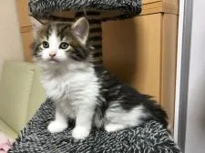 ノルウェージャンフォレストキャット【岡山県・男の子・2019年3月9日・ブラウンクラシックタビー&ホワイト】の写真1