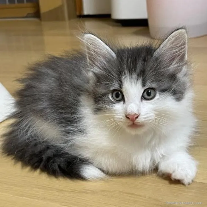 ID:2209-01557の子猫