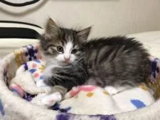 ノルウェージャンフォレストキャット【岡山県・男の子・2020年10月8日・ブラウンマッカレルタビー&ホワイト】の写真2