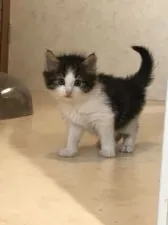 ノルウェージャンフォレストキャット【岡山県・男の子・2020年10月2日・ブラウンクラシックタビー&ホワイト】の写真2