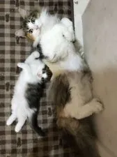 ノルウェージャンフォレストキャット【岡山県・男の子・2020年8月31日・ブラウンマッカレルタビー&ホワイト】の写真4