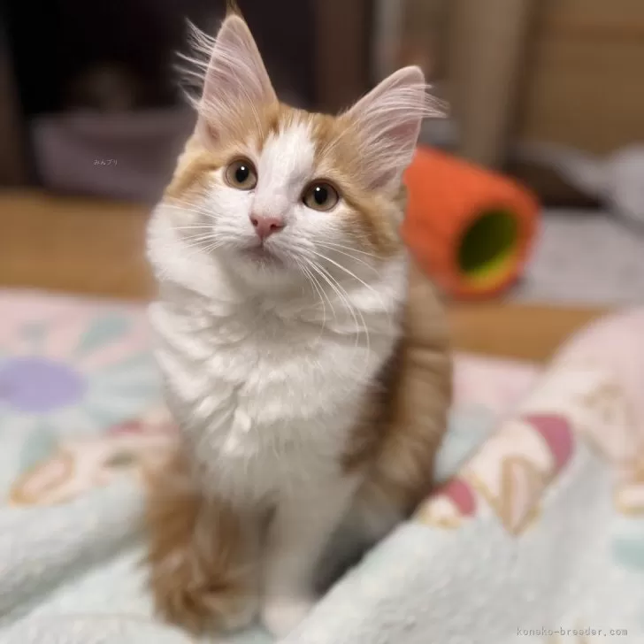 もも 様のお迎えした子猫