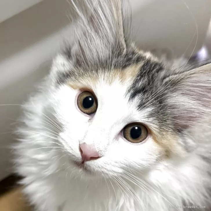 ID:2504-02590の子猫
