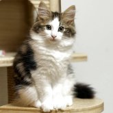 ノルウェージャンフォレストキャット