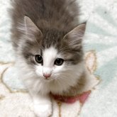 ノルウェージャンフォレストキャット