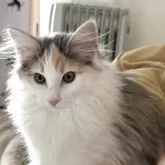 ノルウェージャンフォレストキャット