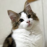 ノルウェージャンフォレストキャット