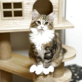 ノルウェージャンフォレストキャット