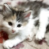 ノルウェージャンフォレストキャット