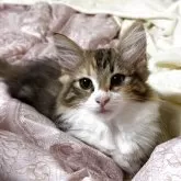 ノルウェージャンフォレストキャット