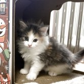 ノルウェージャンフォレストキャット