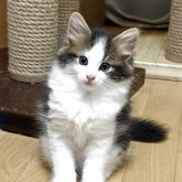 ノルウェージャンフォレストキャット