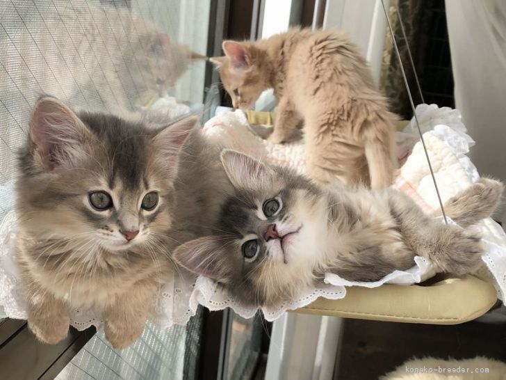 風通しがよく日当たりのよい環境で、のびのびと成長中。｜安藤　真規(あんどう　まさのり)ブリーダー(神奈川県・ソマリ・CFA/Somali Cat Family登録)の紹介写真1