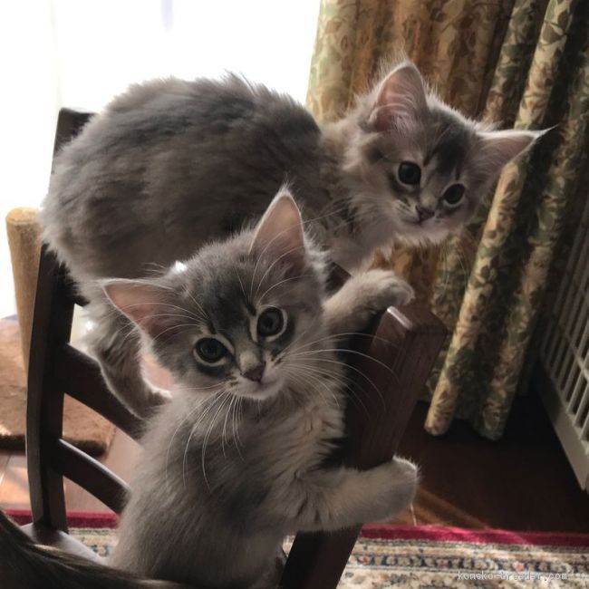 一般家庭で暮らすことを前提に仔猫たちを育てています。｜安藤　真規(あんどう　まさのり)ブリーダー(神奈川県・ソマリ・CFA/Somali Cat Family登録)の紹介写真2