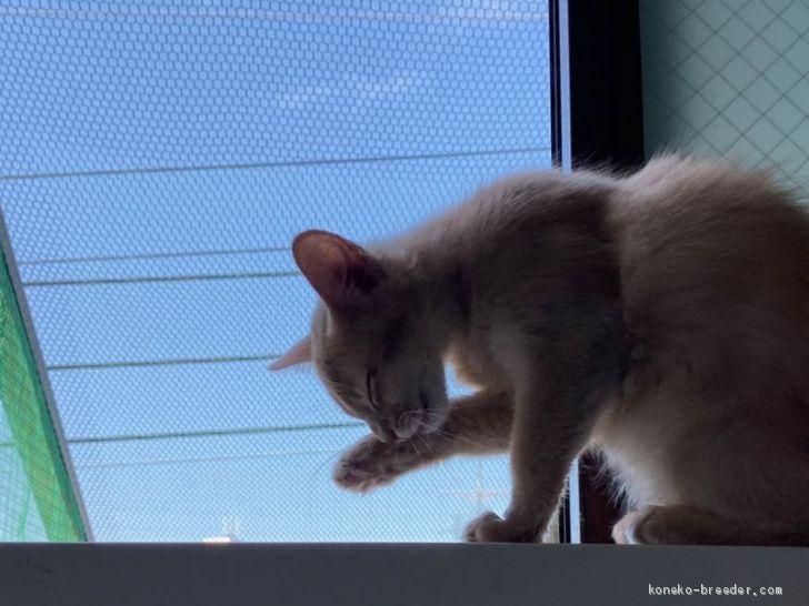 晴れた日のお楽しみ、猫専用ベランダ。｜安藤　真規(あんどう　まさのり)ブリーダー(神奈川県・ソマリ・CFA/Somali Cat Family登録)の紹介写真3