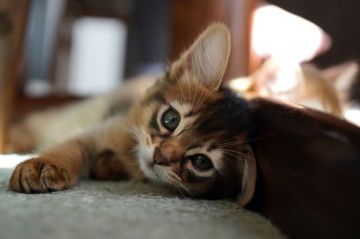 ソマリ【神奈川県・男の子・2021年9月8日・ルディ（ロング）】の写真「父猫・ロシア産。端正な顔立ちとスラリと伸びた手足♡」