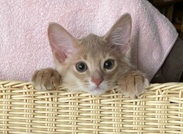 ソマリ【神奈川県・男の子・2021年3月30日・フォーン（ロング）】の写真「上品な色合いと賢く穏やかな性格が魅力。レア・カラー」