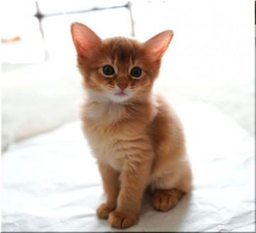 ソマリ【神奈川県・女の子・2021年9月8日・レッド】の写真「父猫・ロシア系。賢く可愛く人懐こい子です。」