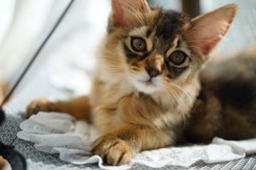 ソマリ【神奈川県・女の子・2021年9月8日・ルディ（ロング）】の写真「父猫・ロシア系。毛吹きが良いフワフワの女の子。」