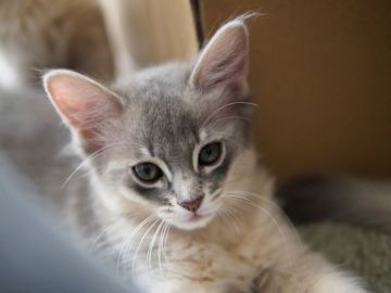 ソマリ【神奈川県・女の子・2020年11月4日・ブルー（ロング）】の写真「小柄でキュートな女の子。ひとりでお留守番できます。」