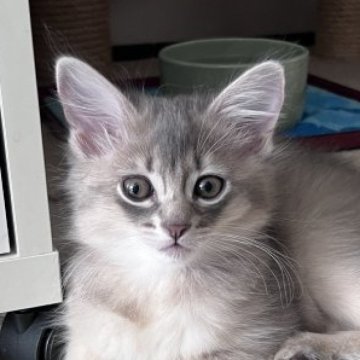 ソマリ【神奈川県・女の子・2023年8月7日・ブルー（ロング）】の写真「人懐こくて元気！性格◎容姿も◎目が大きくてフワフワ」