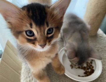 ソマリ【神奈川県・男の子・2020年12月22日・ルディ（ロング）】の写真「母猫・ロシア産。鮮や毛色と人懐こい性格が魅力的な子」