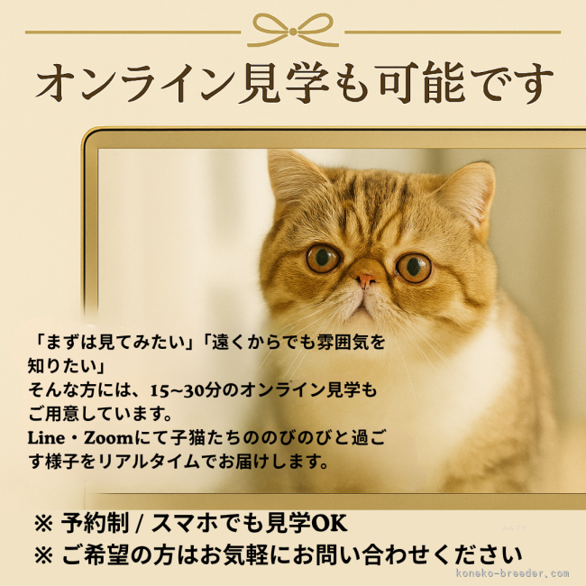 オンライン見学について｜黄　慧琳(こう　けいりん)ブリーダー(千葉県・エキゾチックショートヘアなど・CFA登録)の紹介写真5