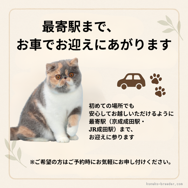 送迎について｜黄　慧琳(こう　けいりん)ブリーダー(千葉県・エキゾチックショートヘアなど・CFA登録)の紹介写真6