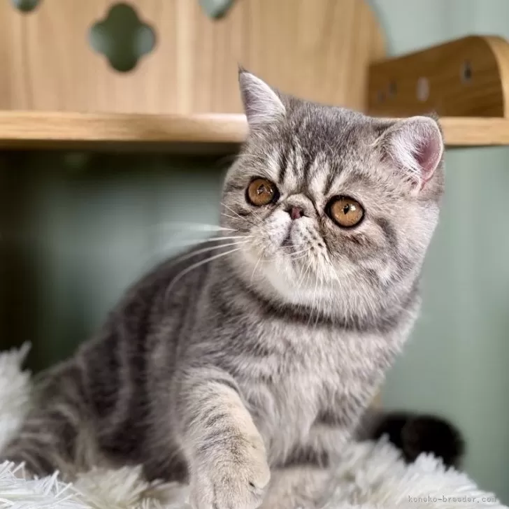 ID:2409-02706の子猫