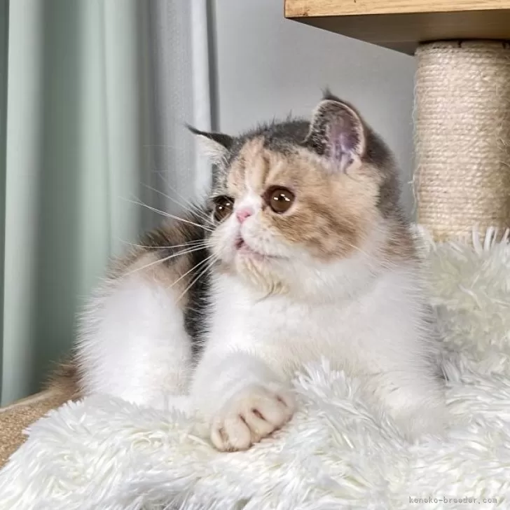 ID：2407-03397の子猫