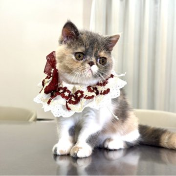 エキゾチックショートヘア【千葉県・女の子・2025年6月20日・ダイリュートキャリコ】の写真「見ているだけで癒される穏やかな性格」