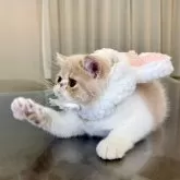 エキゾチックショートヘア