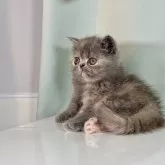 エキゾチックショートヘア