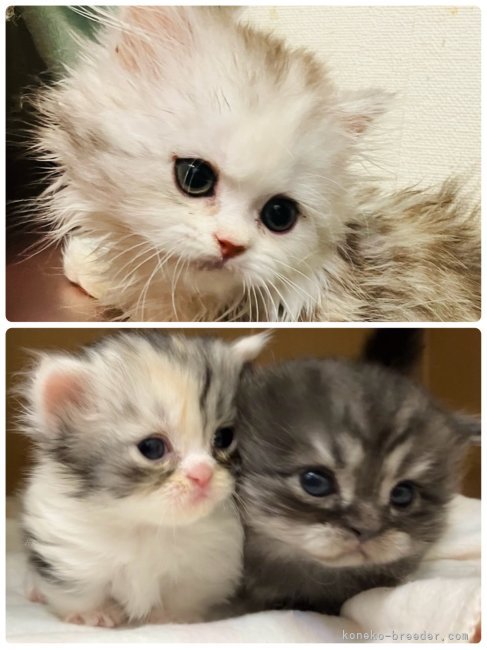 当猫舎で生まれた子猫ちゃんです。｜馬淵　萌子(まぶち　もえこ)ブリーダー(東京都・ミヌエットなど・ICC登録)の紹介写真2