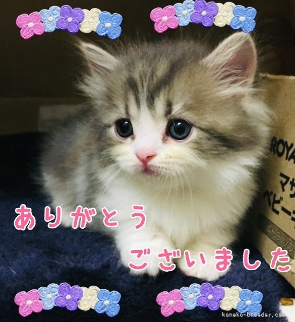 馬淵萌子ブリーダーのブログ：お迎えが決まりました。