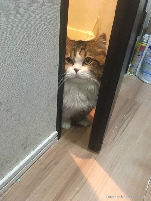 マンチカン【・男の子・2019年2月22日・ブラウン&ホワイト】「長毛でカッコいい男の子です。この写真撮影の時は少し緊張してます。」