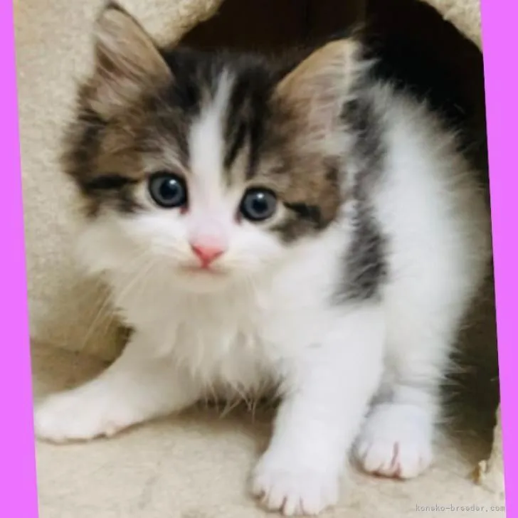 ID：2212-02170の子猫