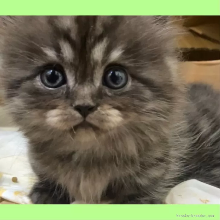 ID:2404-01750の子猫
